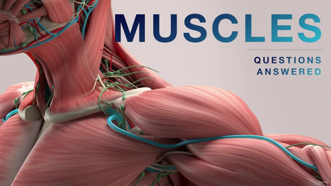 Muscle Anatomy Master Class - Learn Muscles